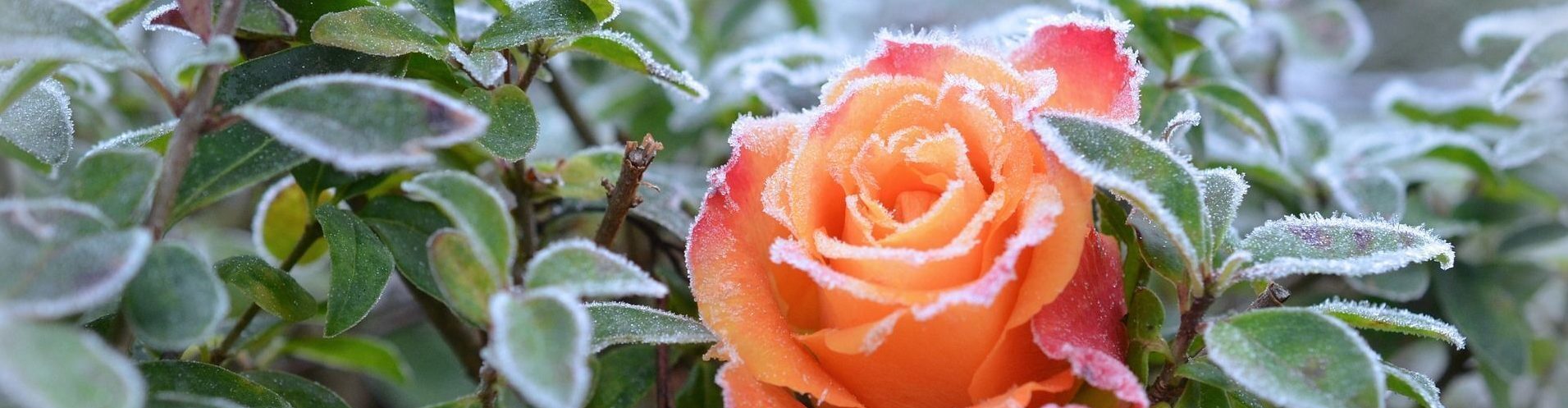 Natascha Schuster, M.A. M.A.