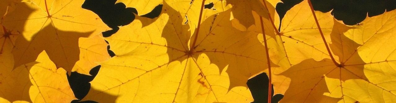 Natascha Schuster, M.A. M.A.