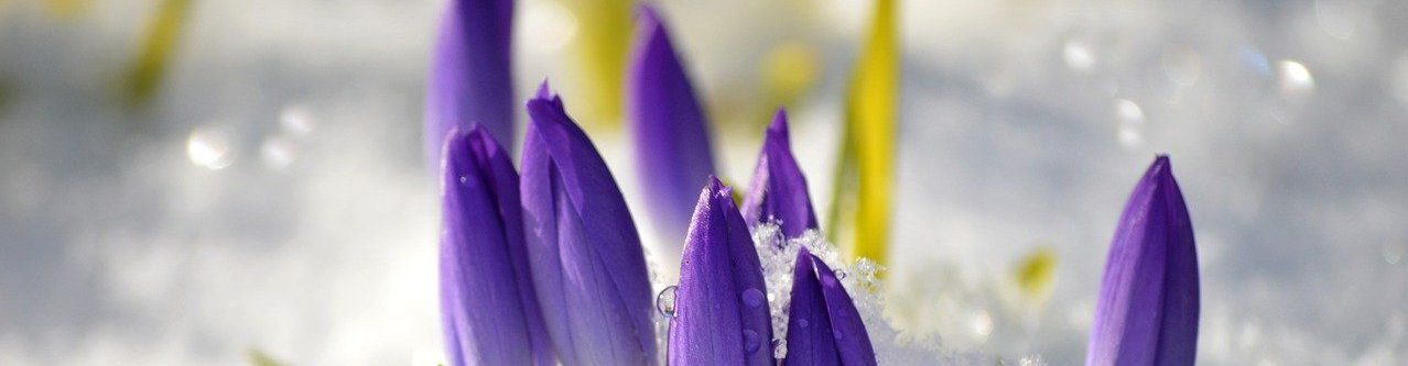 Natascha Schuster, M.A. M.A.