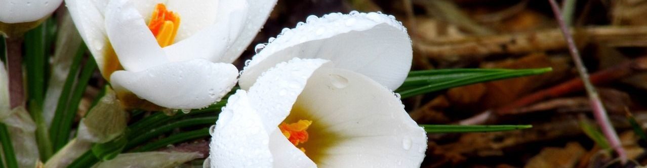 Natascha Schuster, M.A. M.A.