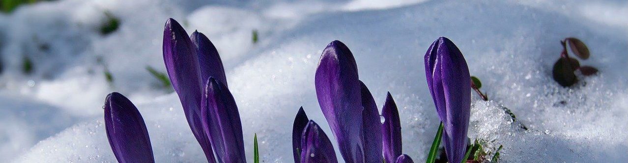 Natascha Schuster, M.A. M.A.