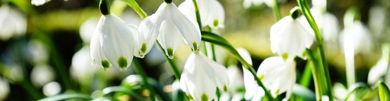 Natascha Schuster, M.A. M.A.