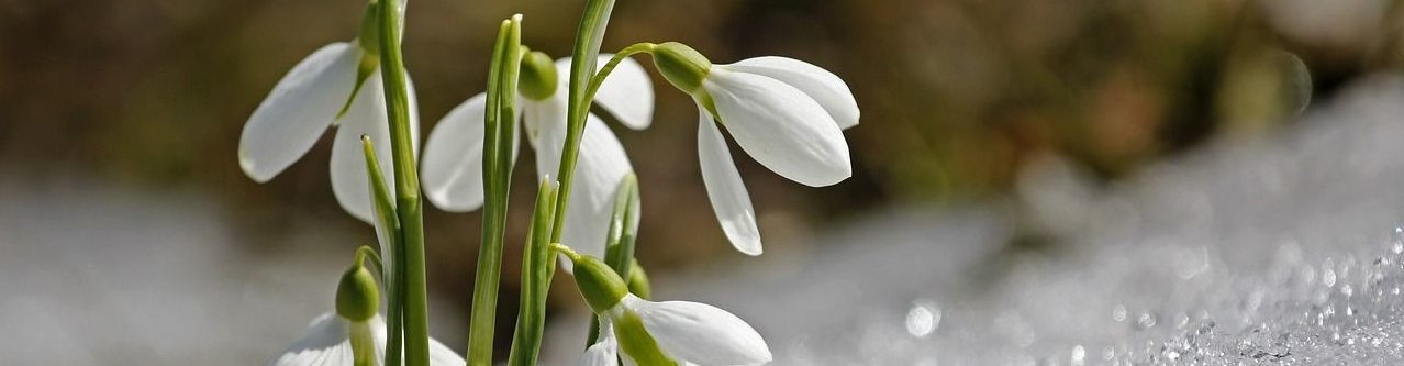 Natascha Schuster, M.A. M.A.