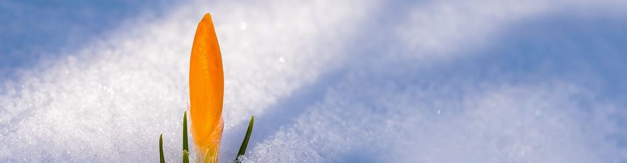 Natascha Schuster, M.A. M.A.