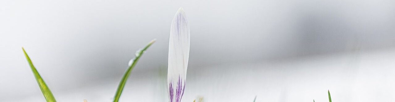 Natascha Schuster, M.A. M.A.