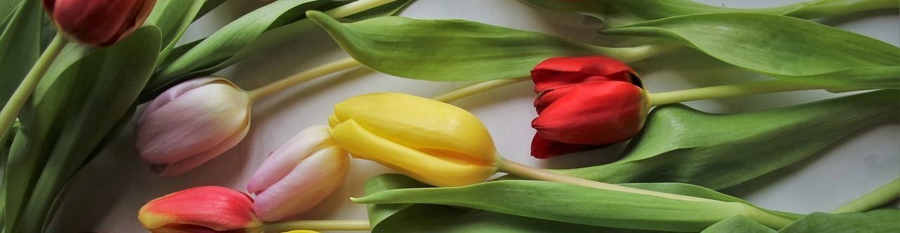 Natascha Schuster, M.A. M.A.