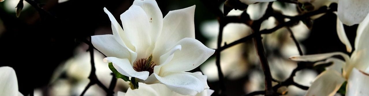 Natascha Schuster, M.A. M.A.