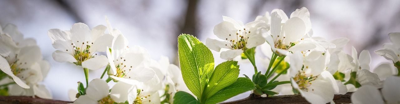 Natascha Schuster, M.A. M.A.