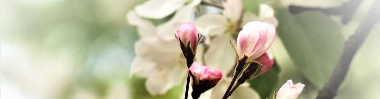 Natascha Schuster, M.A. M.A.