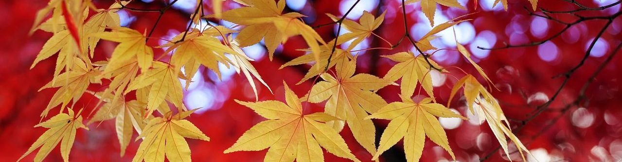 Natascha Schuster, M.A. M.A.