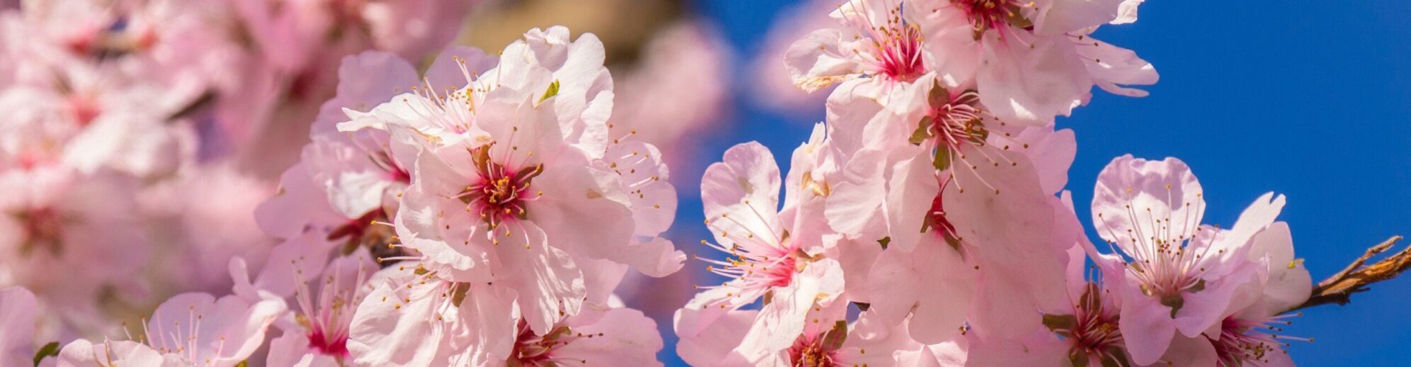 Natascha Schuster, M.A. M.A.