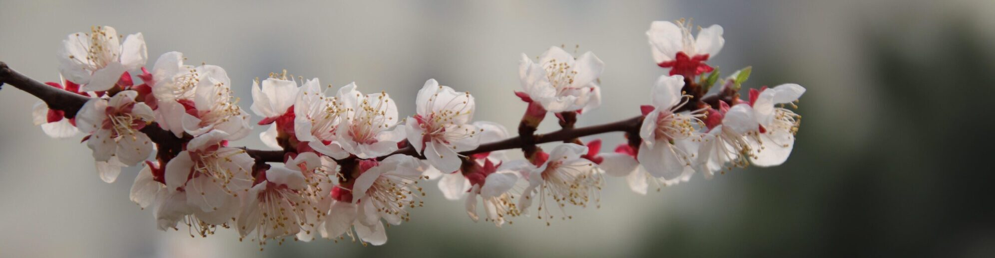 Natascha Schuster, M.A. M.A.